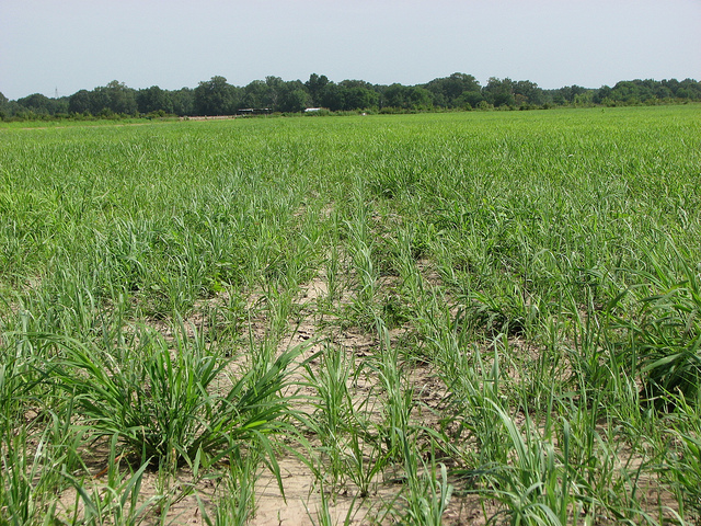 Switchgrass, a cellulosic biofuel crop.