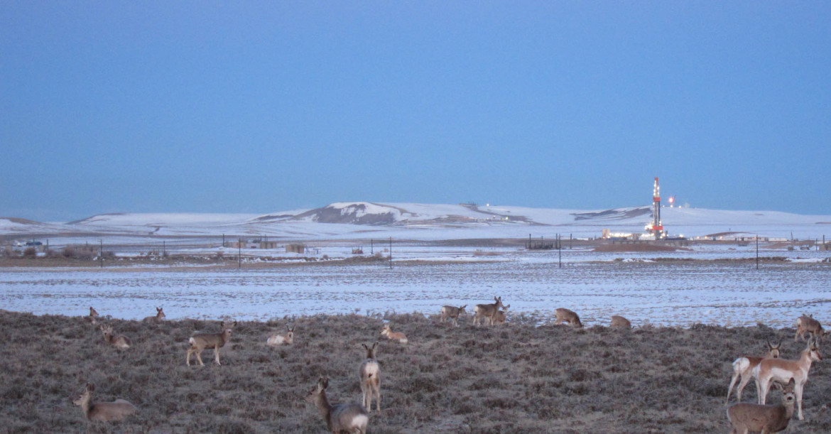 Deer and antelope mingle in the Pinedale Anticline natural gas f