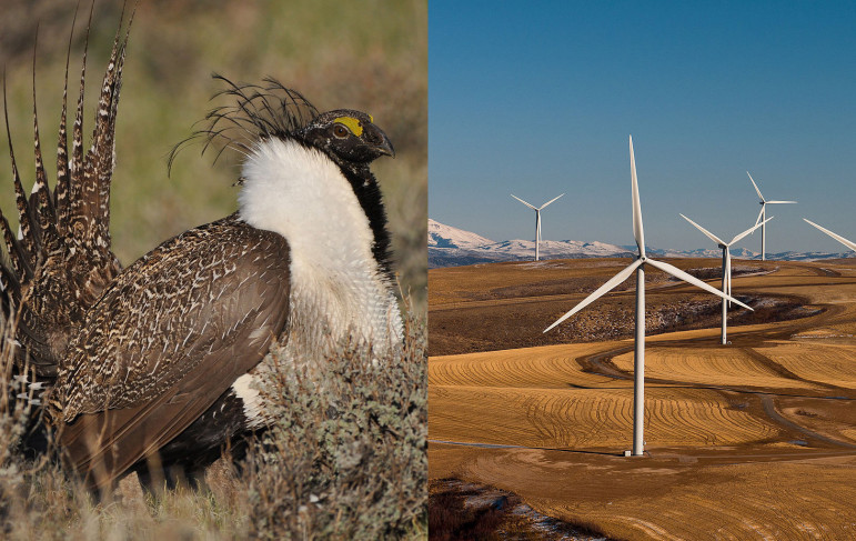 The US Fish and Wildlife Service is mulling whether to list the greater sage grouse as endangered this September. Effects from wind energy development may play a role in that decision.