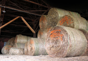 Round bales of switchgrass are piled in a barn for storage. This is how the energy crop is harvested. One acre of switchgrass can produce 6 tons of biomass and around 480 gallons of ethanol. 