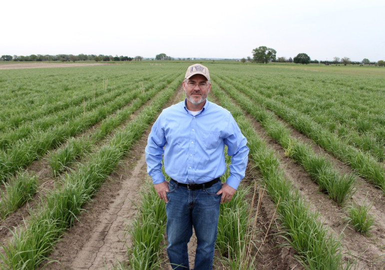 USDA grass researcher Rob Mitchell stands in a field of switchgrass grown to make ethanol. Switchgrass is knee-high by the end of May but can grow as high as 10 feet. 