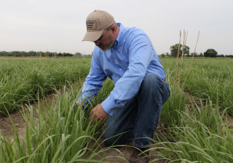 Mitchell inspects a patch of switchgrass planted to produce ethanol. Switchgrass is perennial and drought tolerant, which makes it a good option for areas where it is difficult to grow corn or soybeans. 