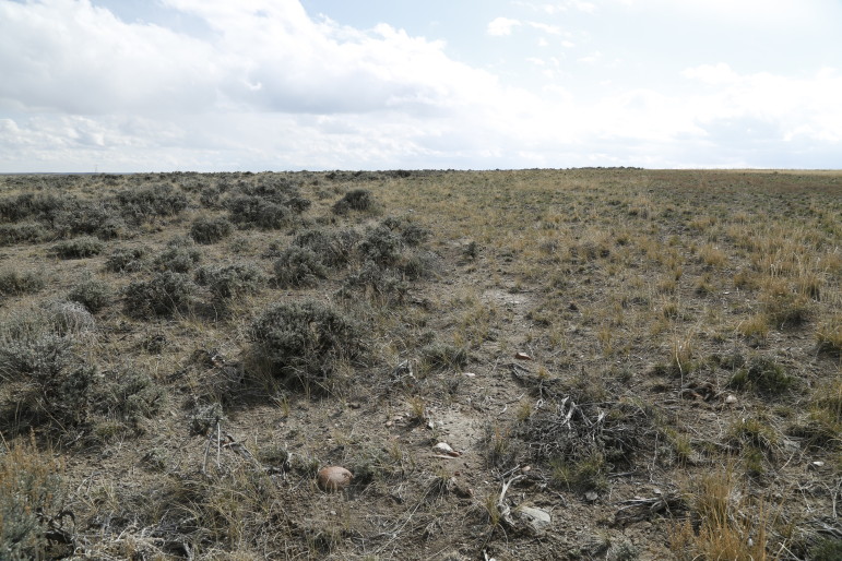 Untouched sagebrush habitat (left) next to a 3-year-old Jonah Energy restoration project. 