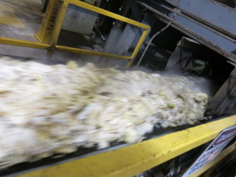 Sugar beets are sliced into waffle-fry shaped 'cosettes' for processing.
